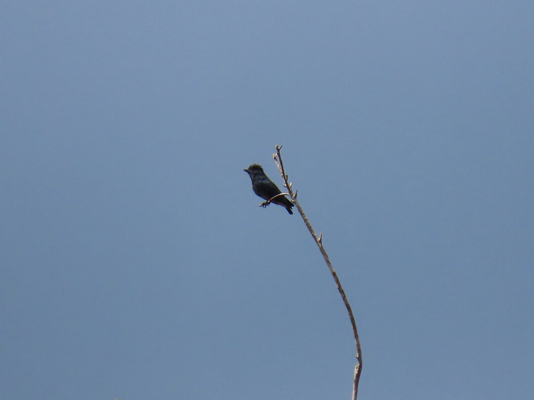 Swallow-winged Puffbird - ML647425477