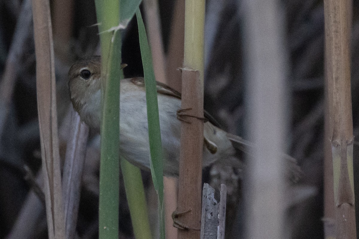 rørsanger (baeticatus gr.) - ML647425492
