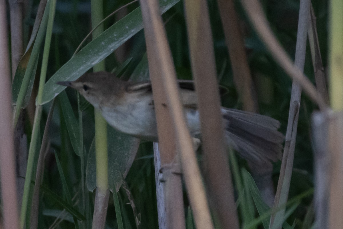 rørsanger (baeticatus gr.) - ML647425493