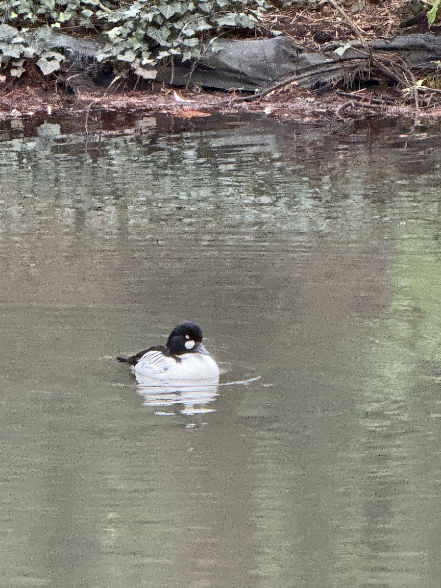 kvinand - ML647425508