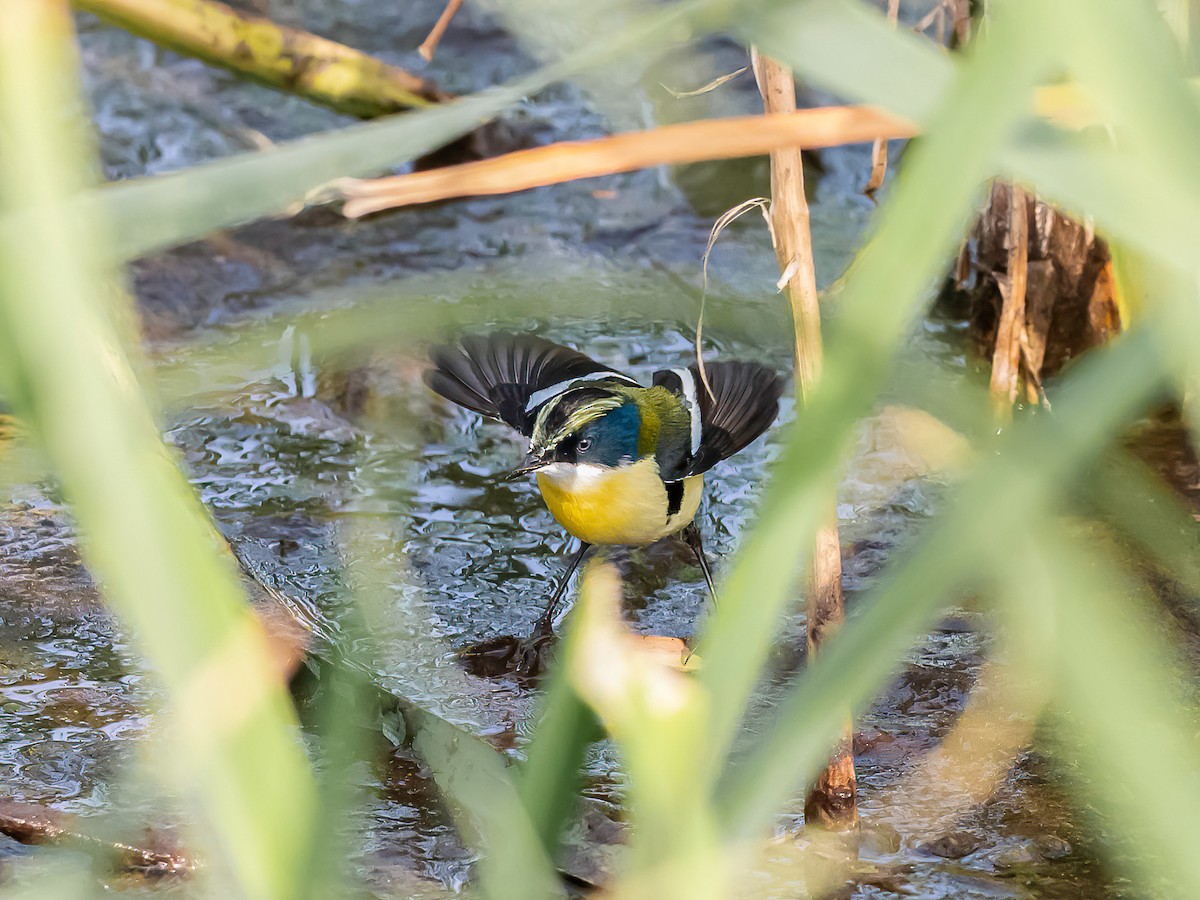 Many-colored Rush Tyrant - ML647425511