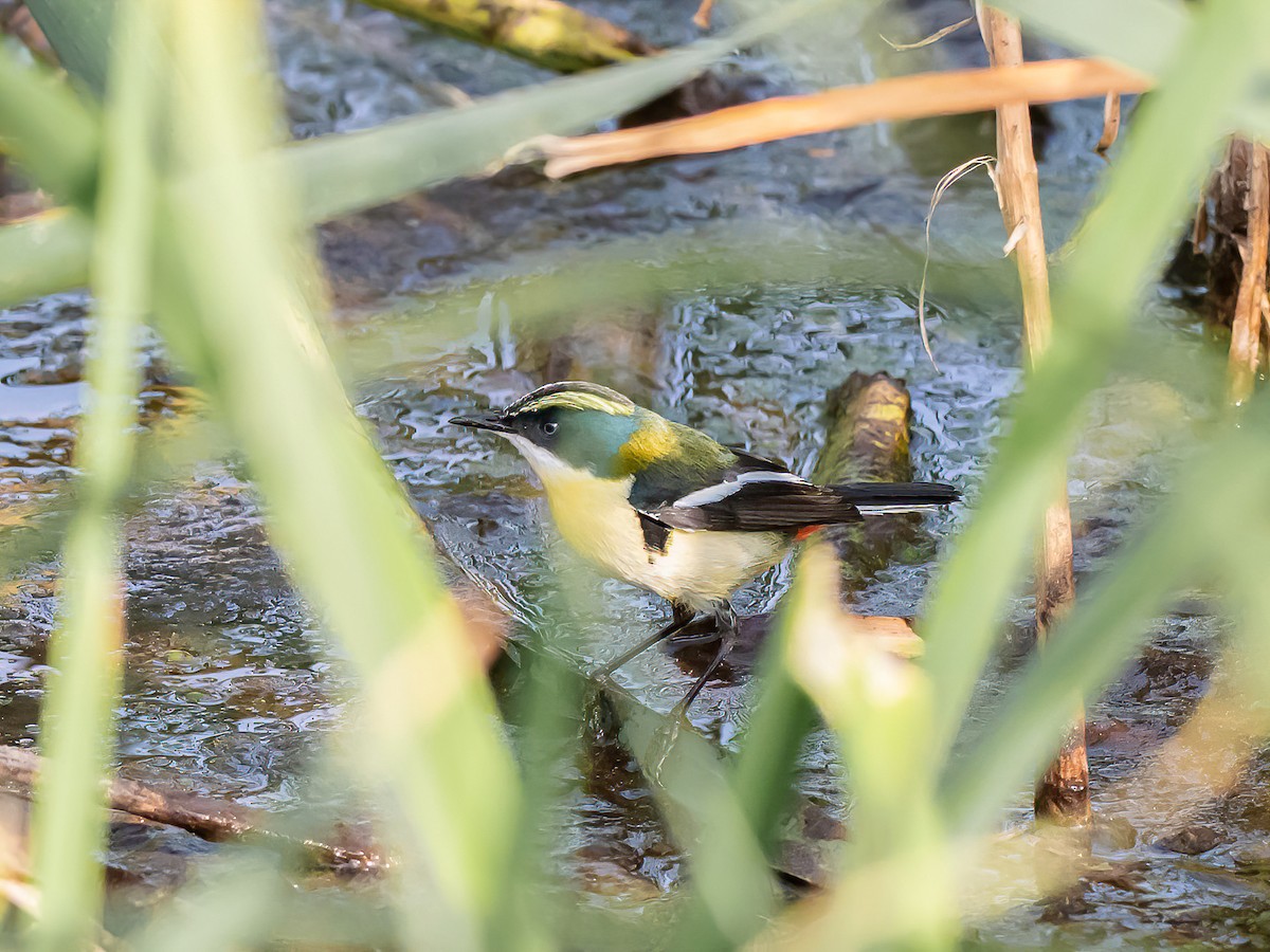 Many-colored Rush Tyrant - ML647425512