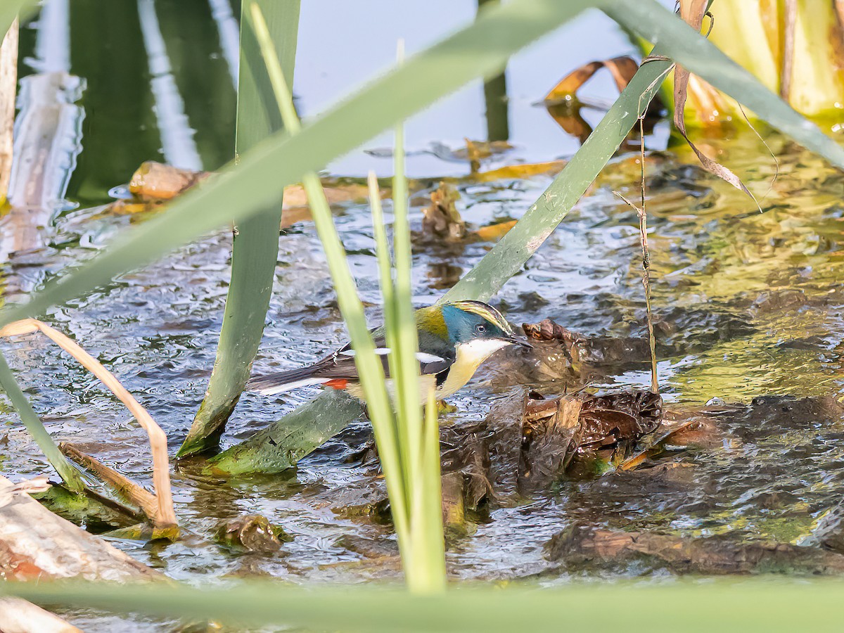 Many-colored Rush Tyrant - ML647425513