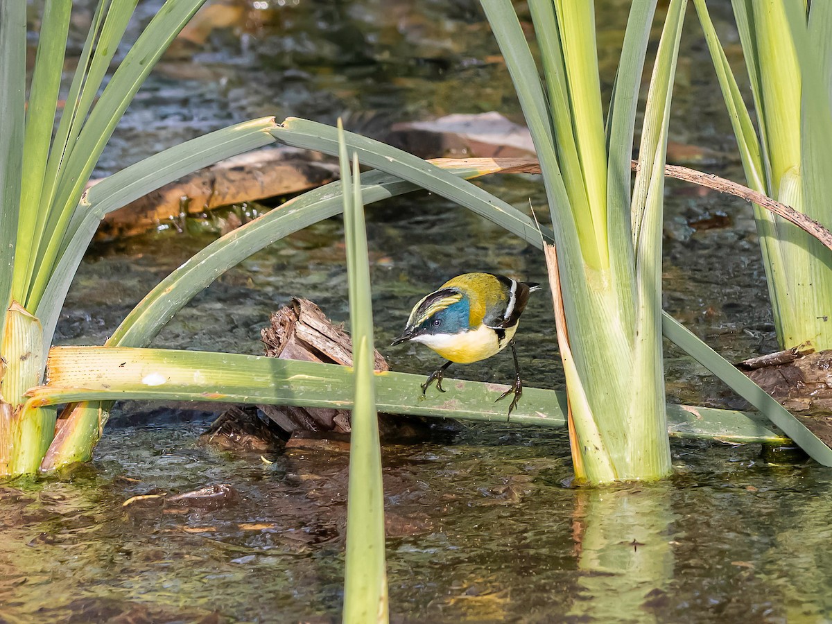 Many-colored Rush Tyrant - ML647425515