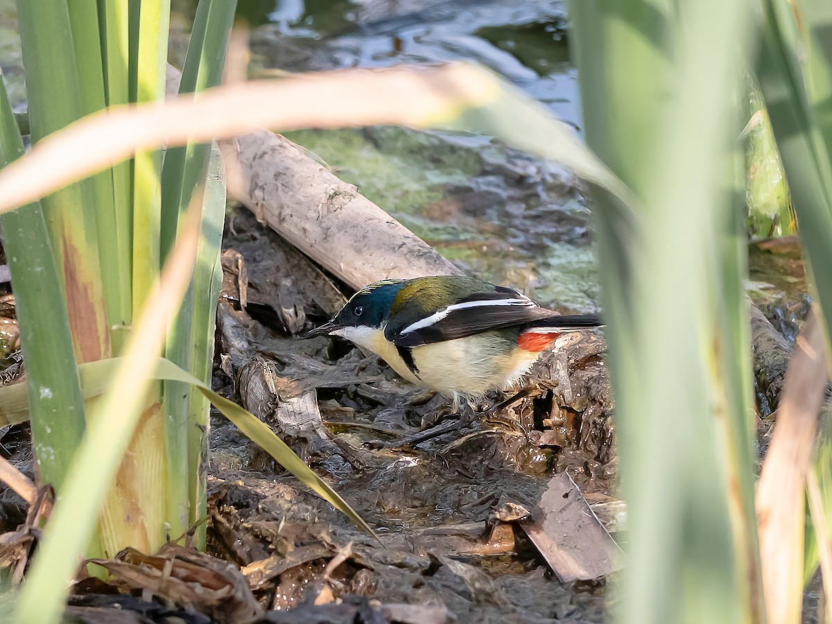 Many-colored Rush Tyrant - ML647425516