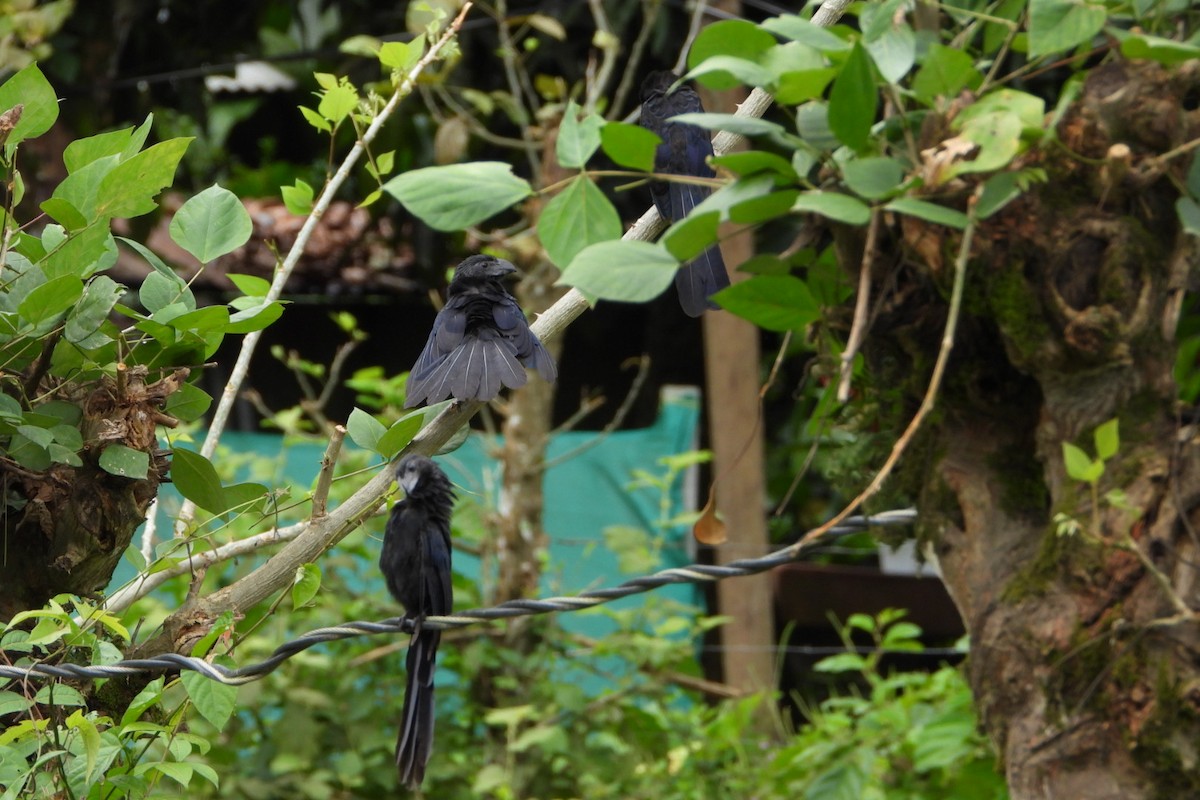 Oluk Gagalı Ani - ML647425537