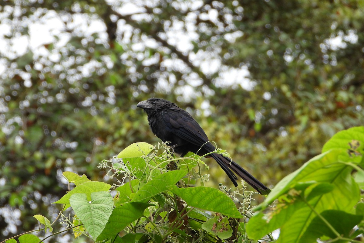 Oluk Gagalı Ani - ML647425539