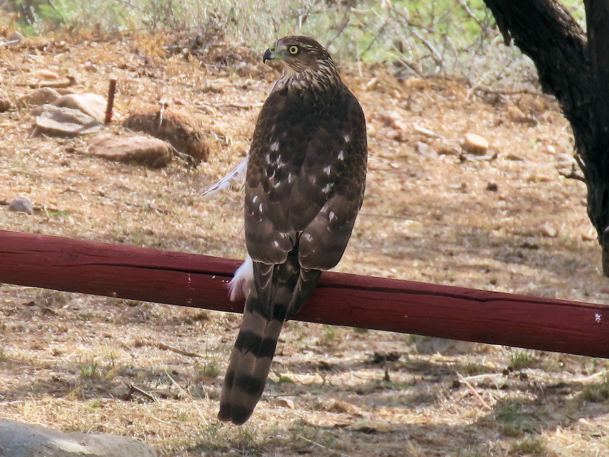 クーパーハイタカ - ML647425540