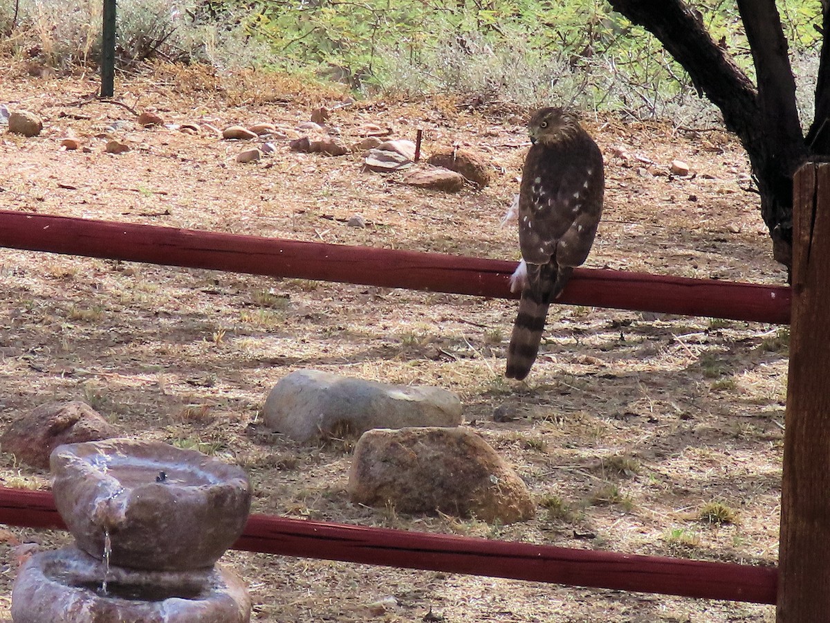 クーパーハイタカ - ML647425541