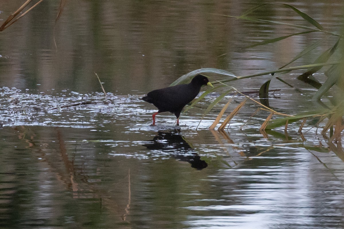 Black Crake - ML647425543
