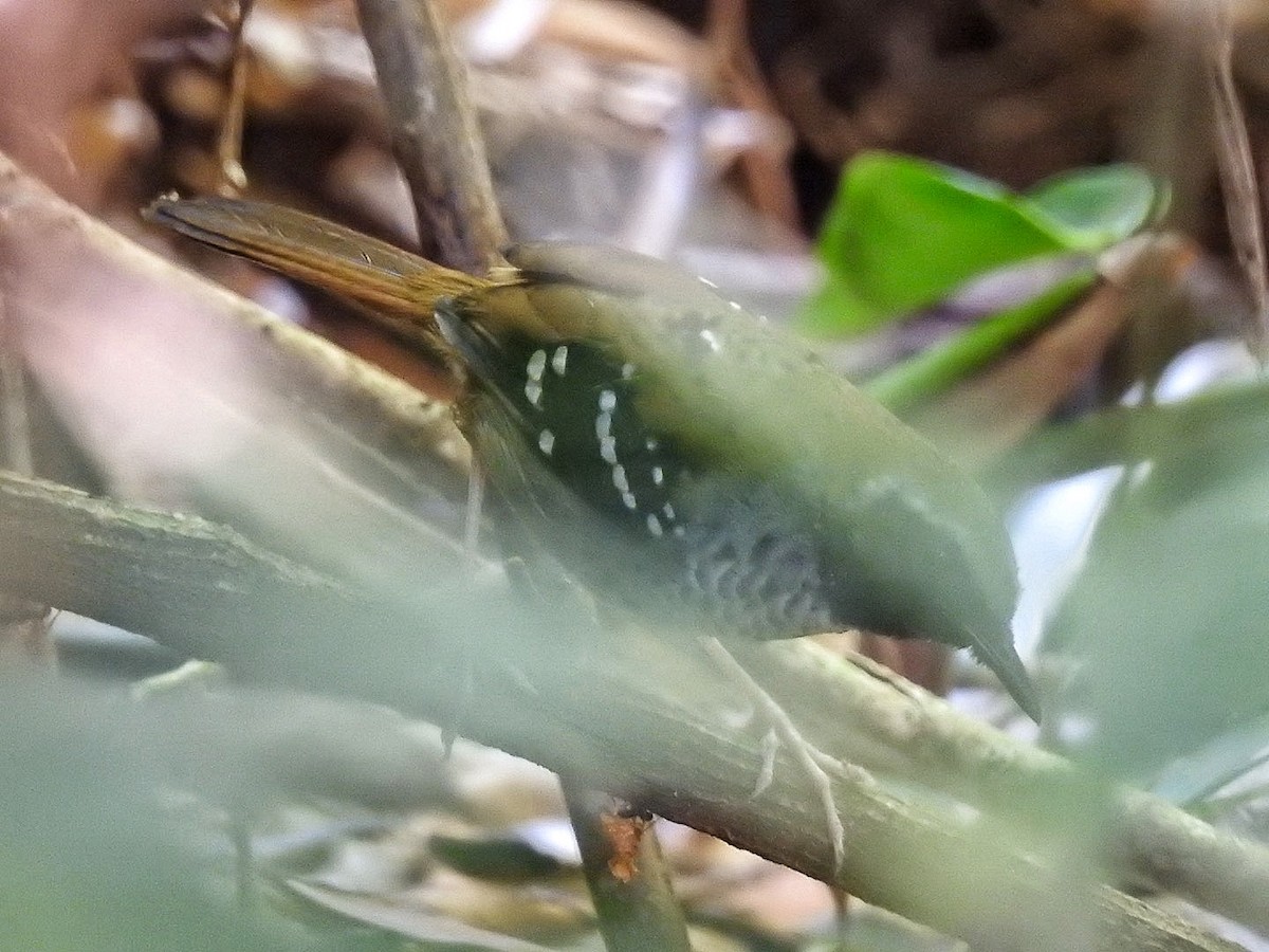 skjellmaurfugl - ML647425544