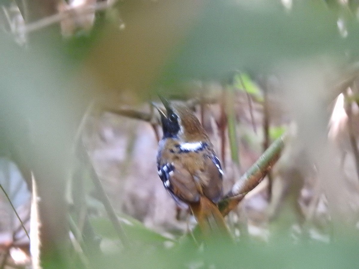 skjellmaurfugl - ML647425545