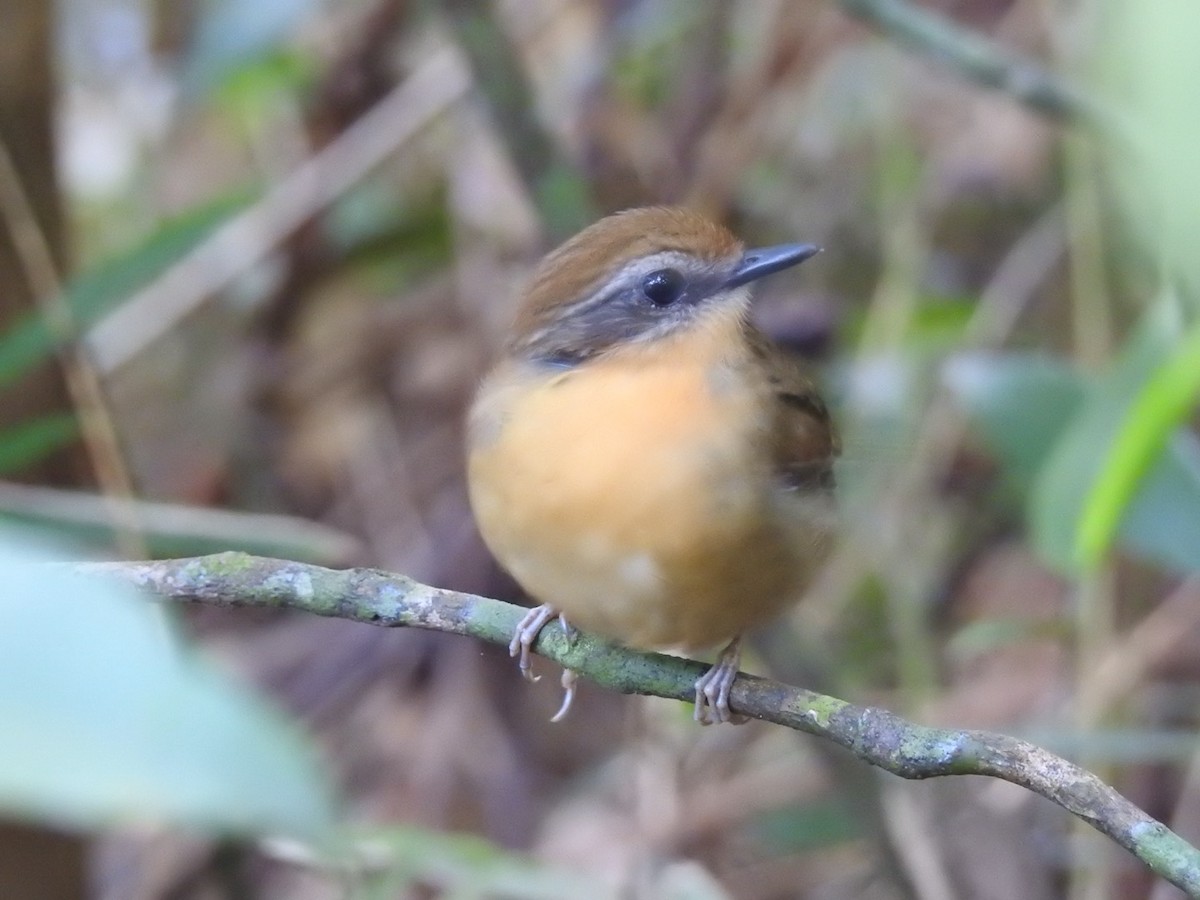 svartkinnmyggeter - ML647425561