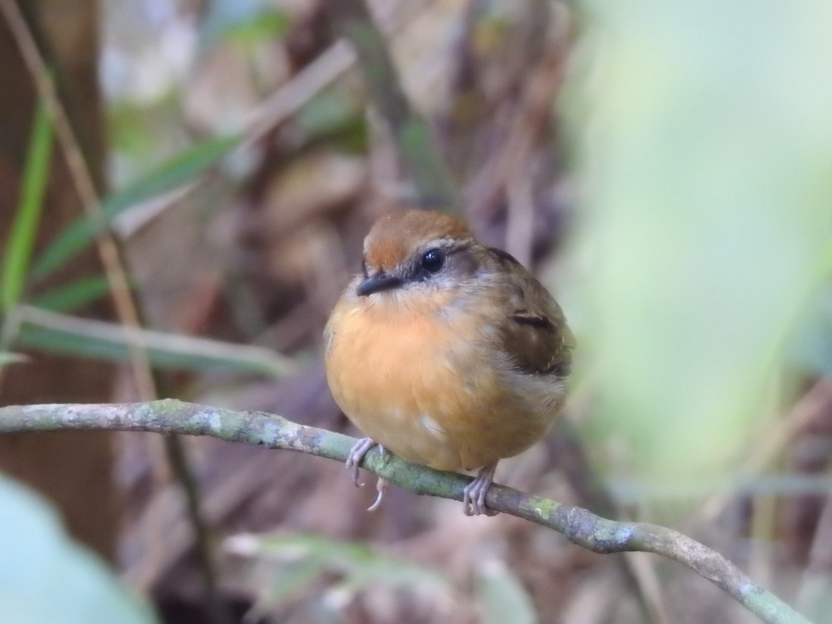 svartkinnmyggeter - ML647425563