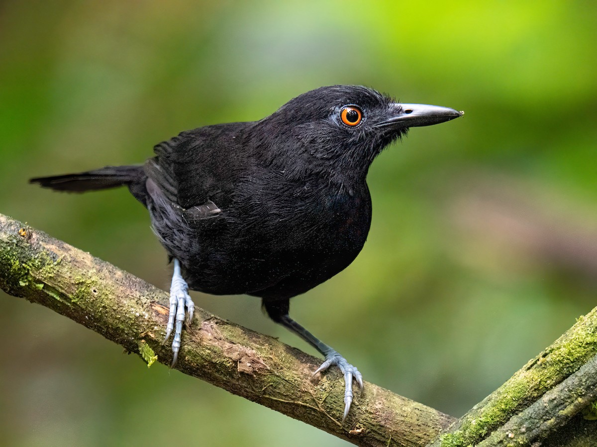 Западная огнеглазка - ML647425567