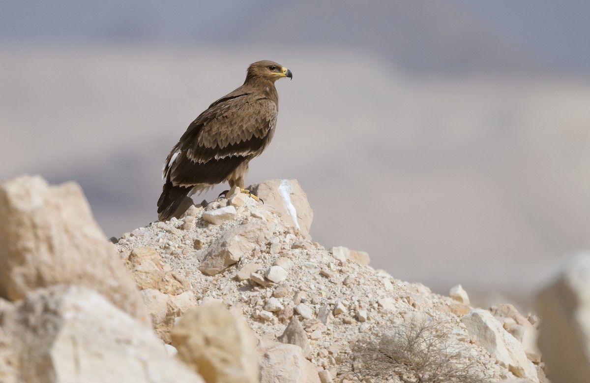 Орел степовий - ML647425570