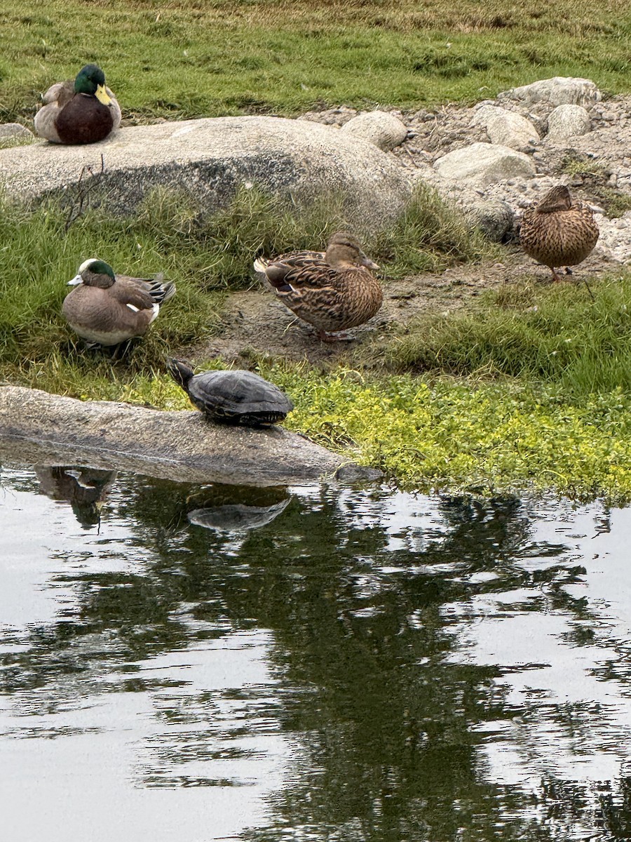 Американская свиязь - ML647425571