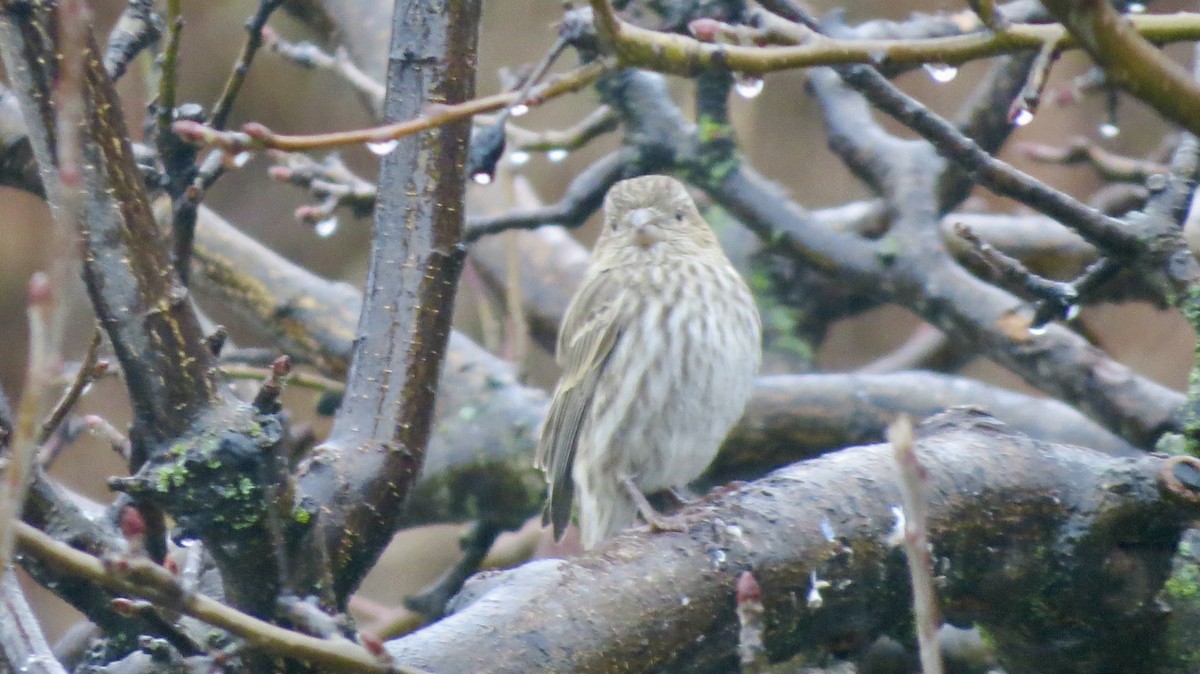 Мексиканская чечевица - ML647425572