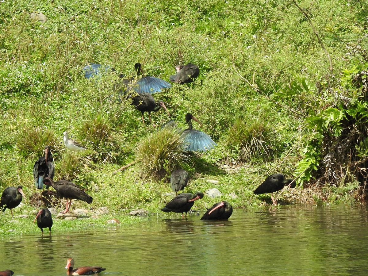 Гололицый ибис - ML647425578