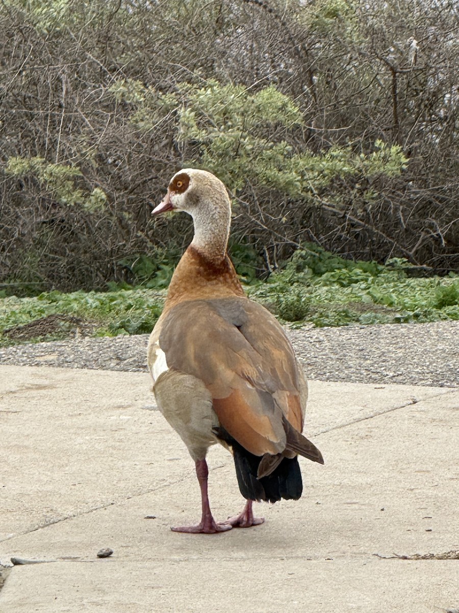 Нильский гусь - ML647425579