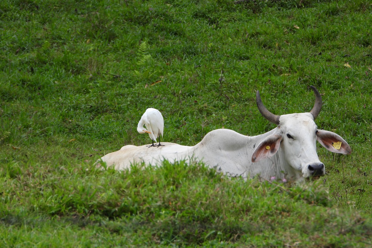 Египетская цапля - ML647425580