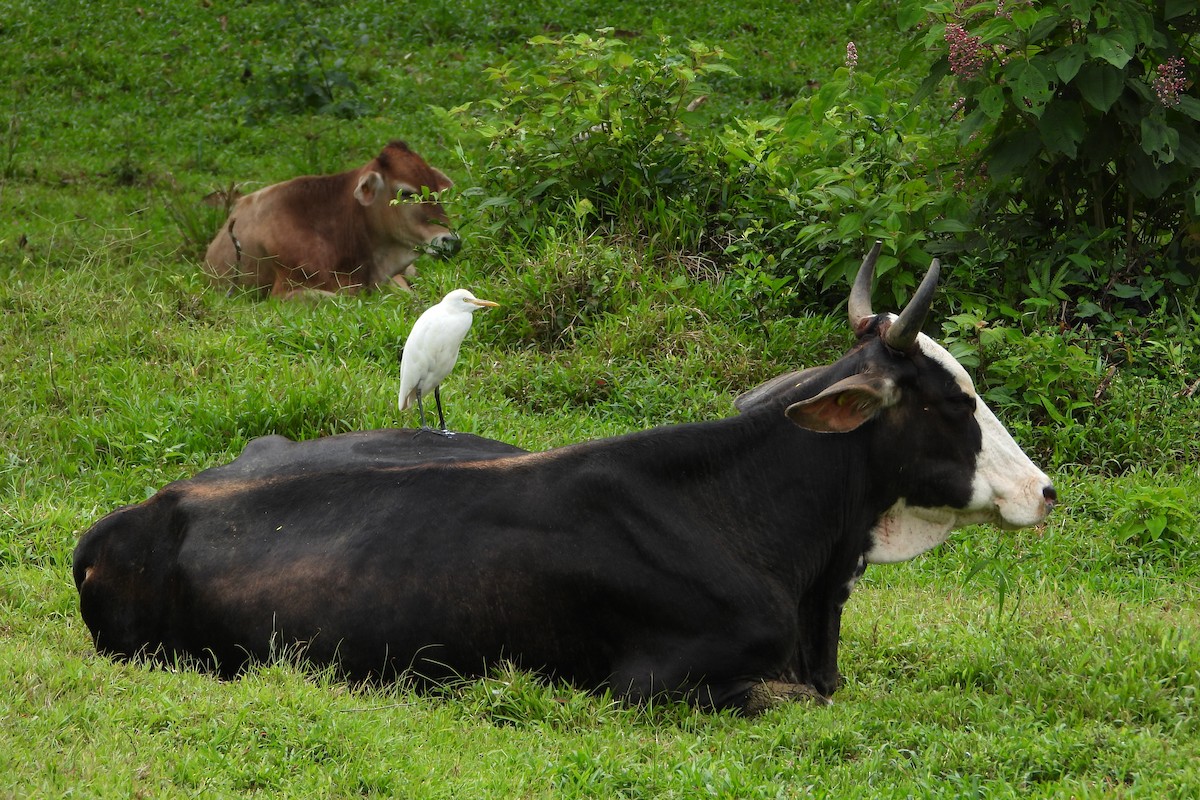 Египетская цапля - ML647425581