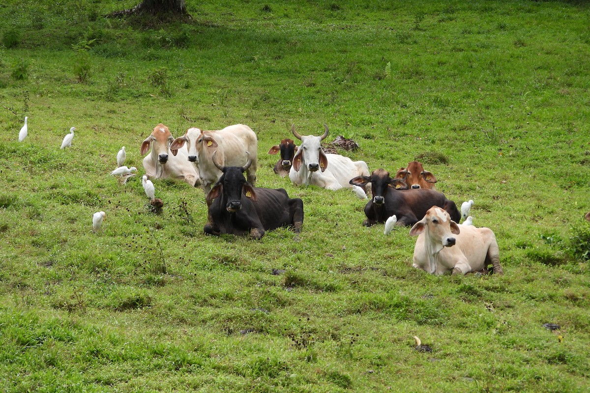 Египетская цапля - ML647425582