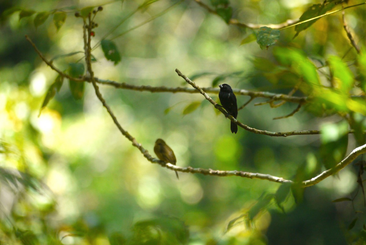 Чёрный просяночник - ML647425583