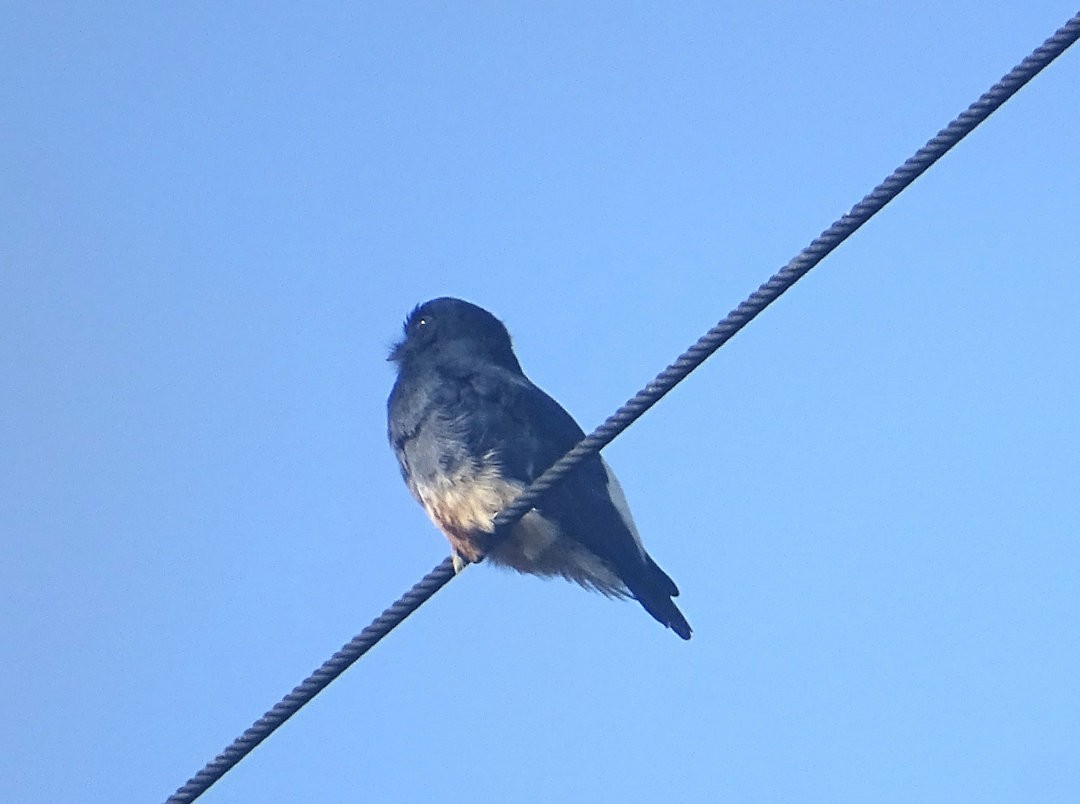 Ласточковая пуховка - ML647425584