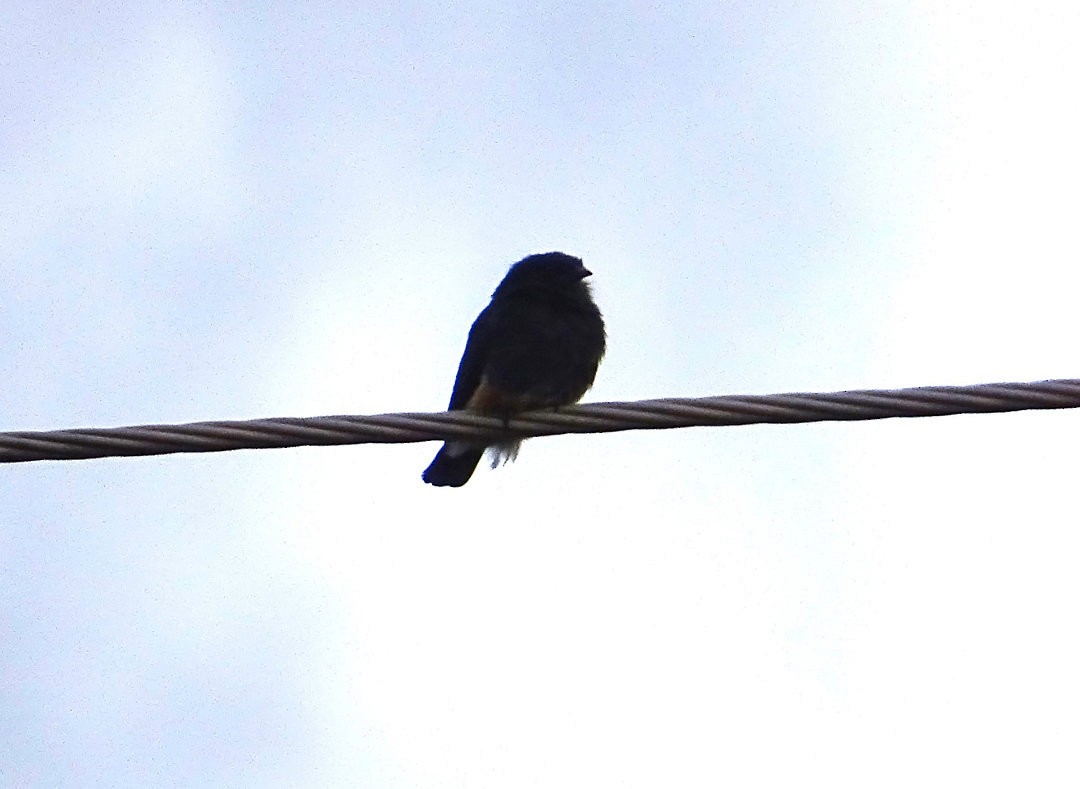 Ласточковая пуховка - ML647425585