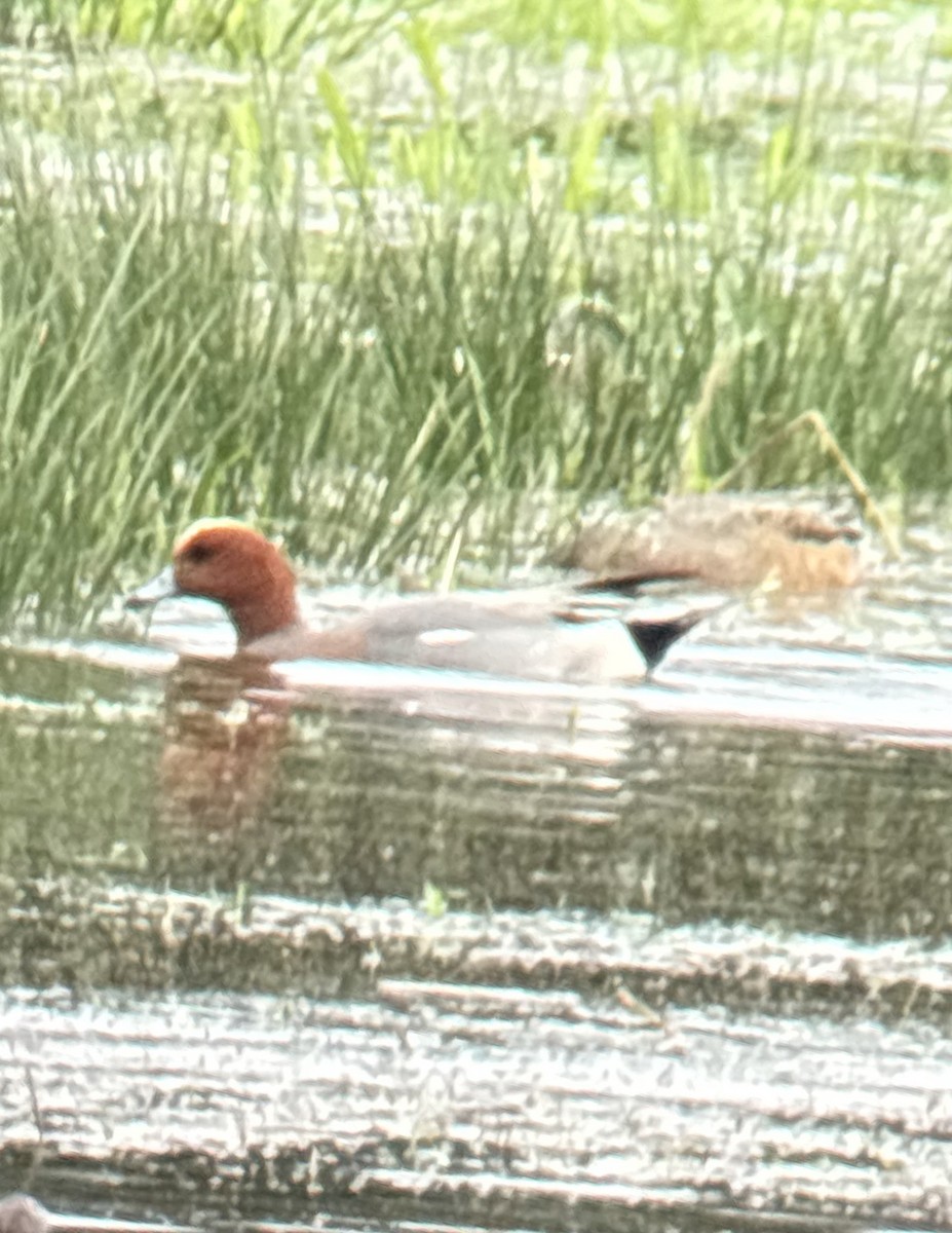 Свиязь - ML647425586