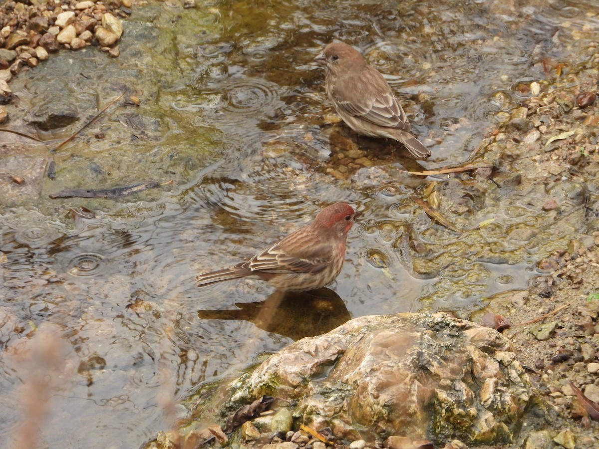 Мексиканская чечевица - ML647425587