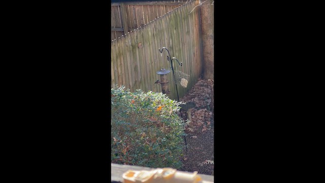 Painted Bunting - ML647425590