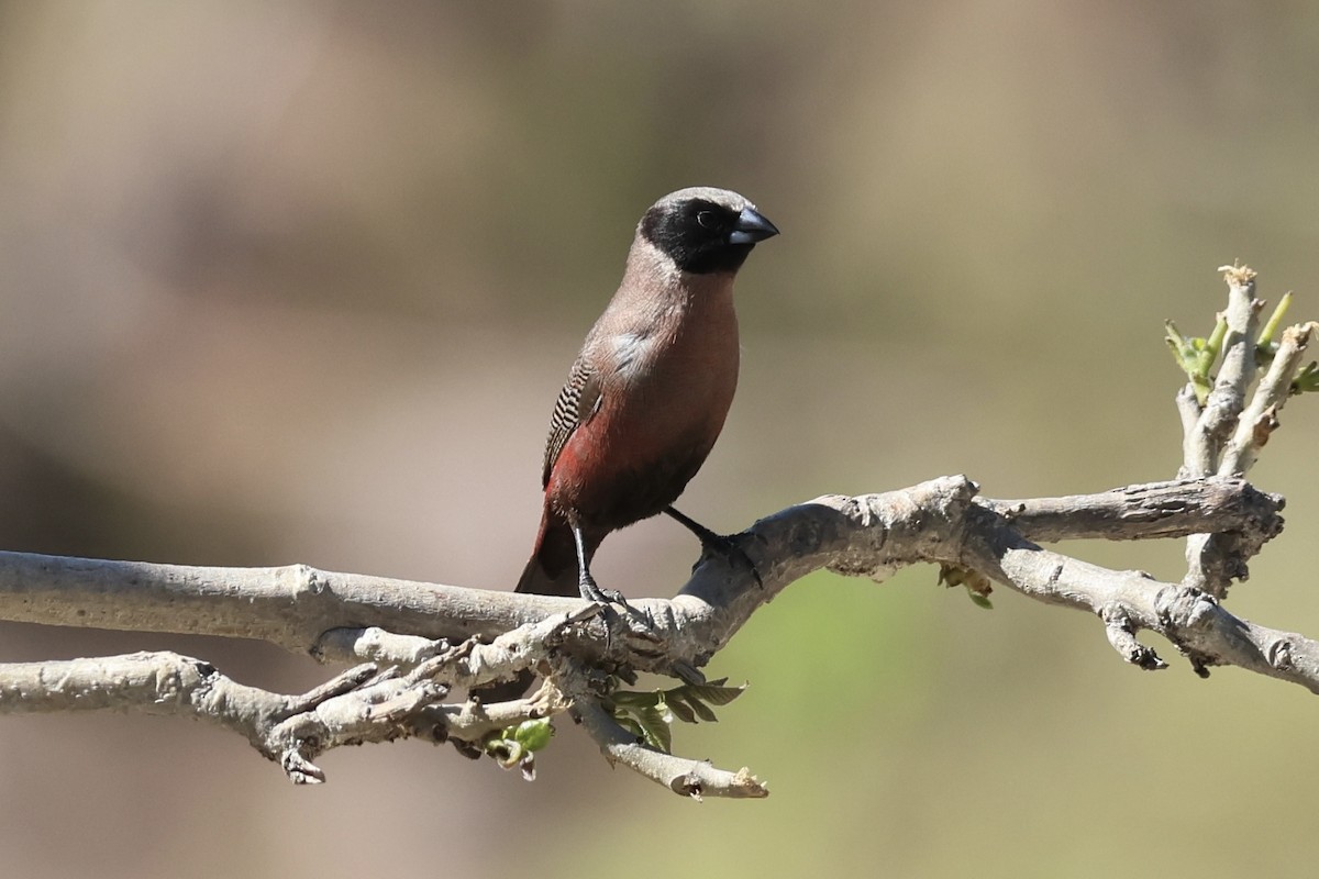 Чернолицый астрильд - ML647425591