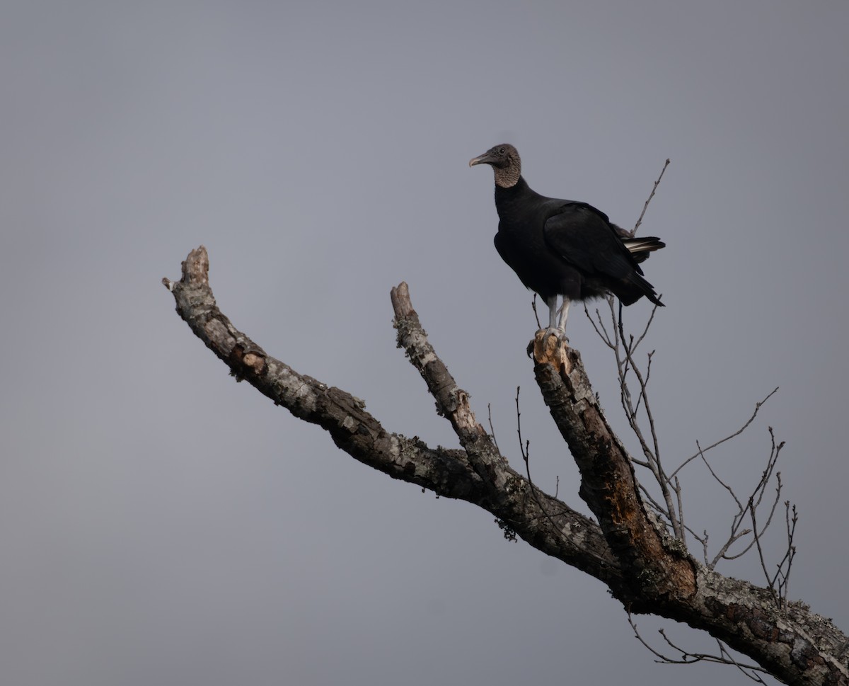 Чёрная катарта - ML647425592