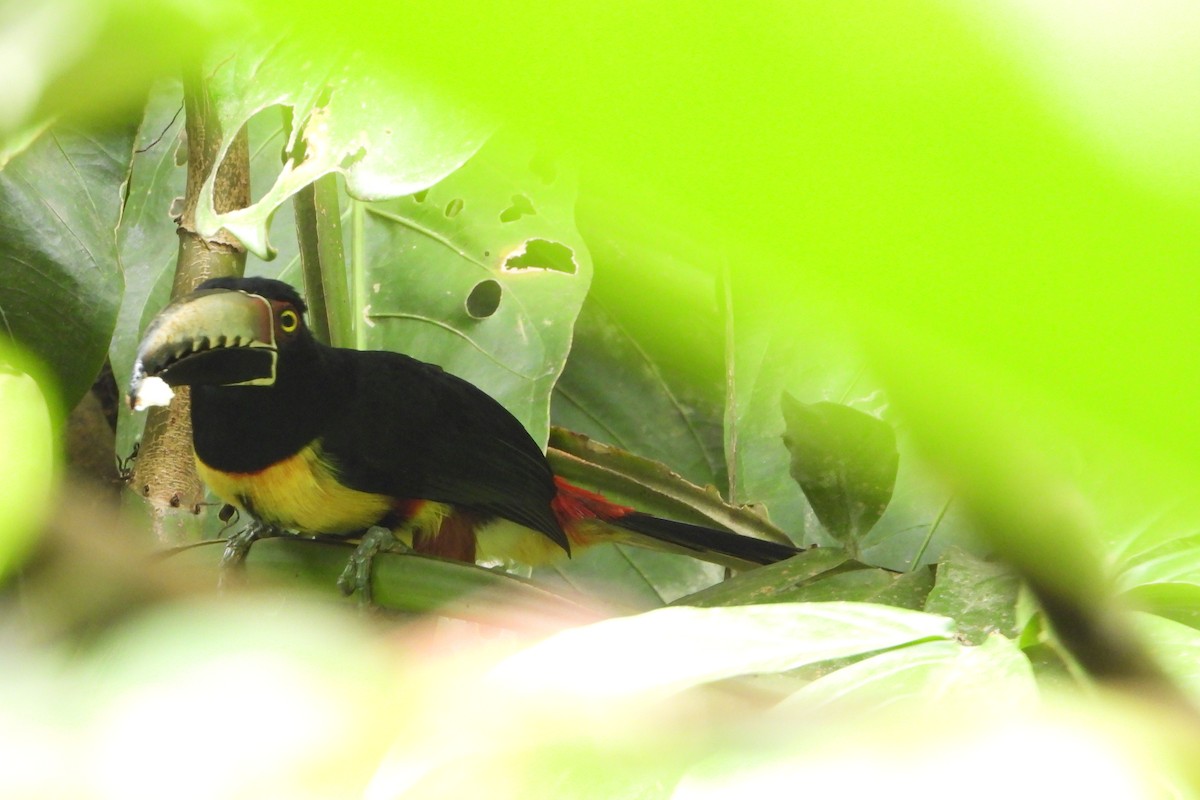Collared Aracari - ML647425593