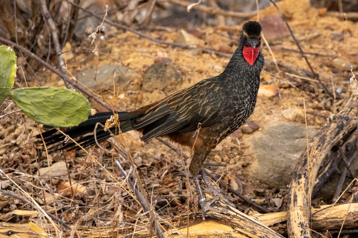 Рыжебокая пенелопа - ML647425594