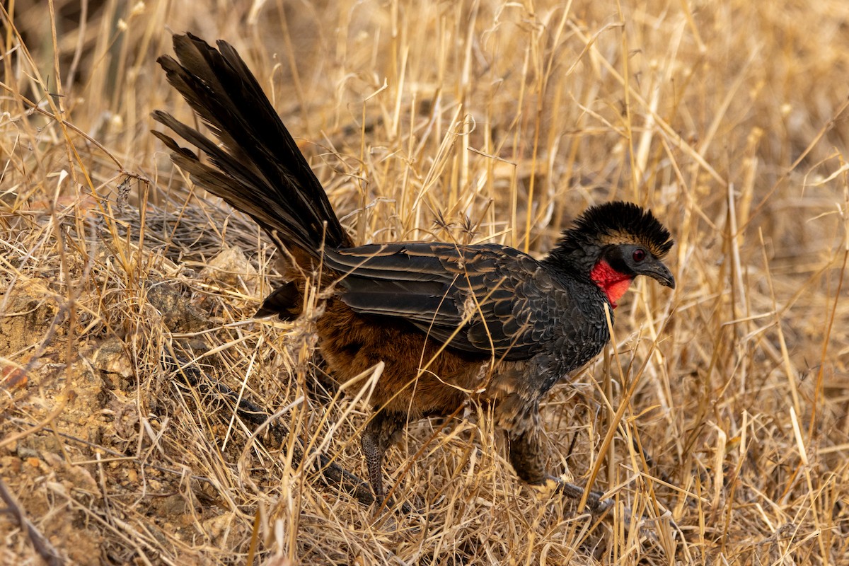 Рыжебокая пенелопа - ML647425595