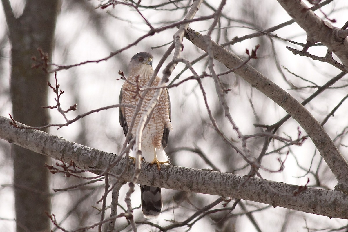 Куперов ястреб - ML647425596