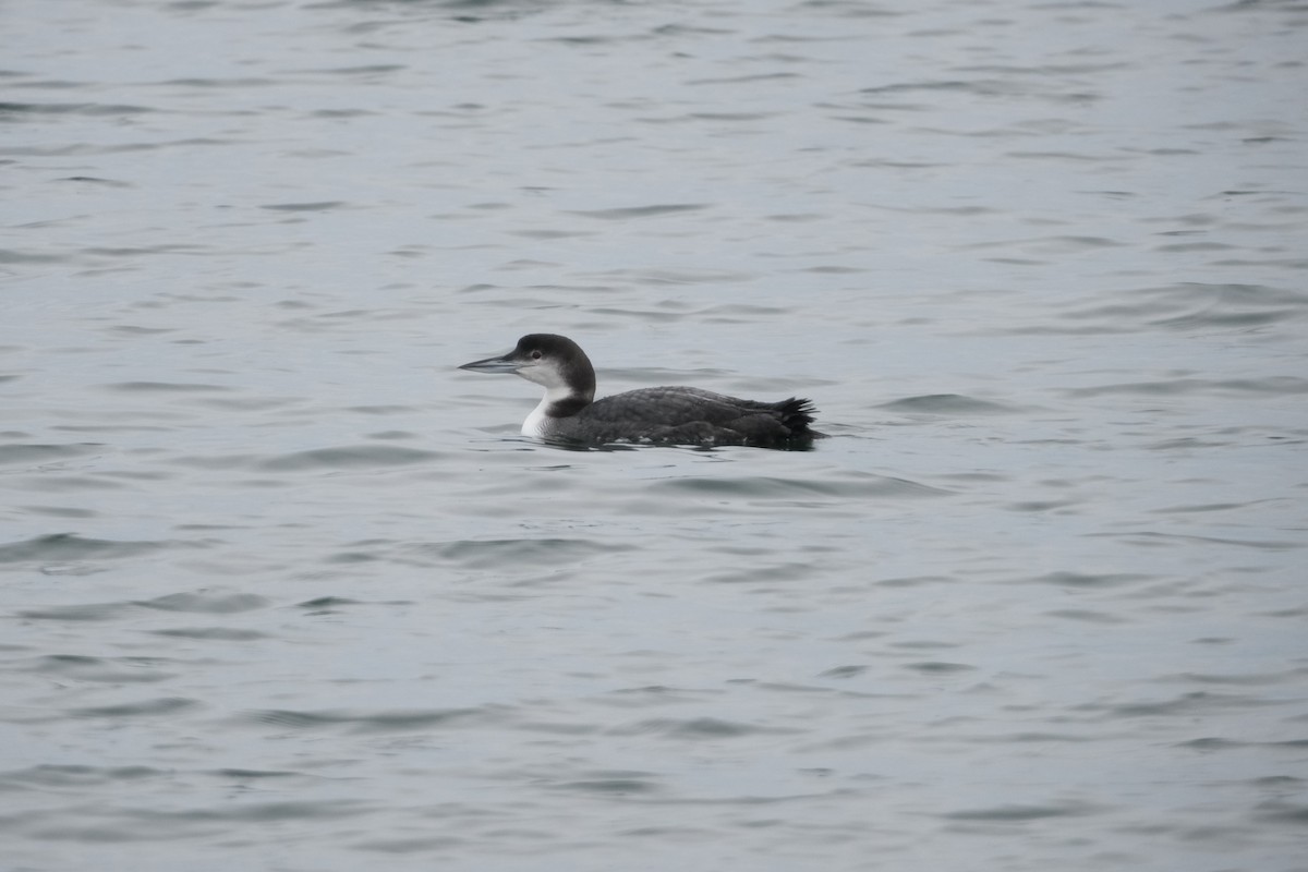 Черноклювая гагара - ML647425597