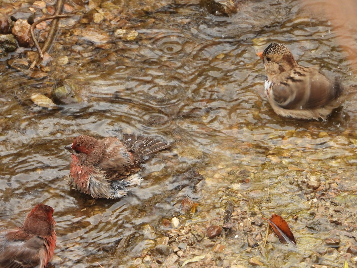 Мексиканская чечевица - ML647425598