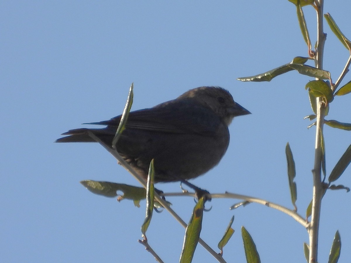 Коровий трупиал, буроголовый желтушник - ML647425599