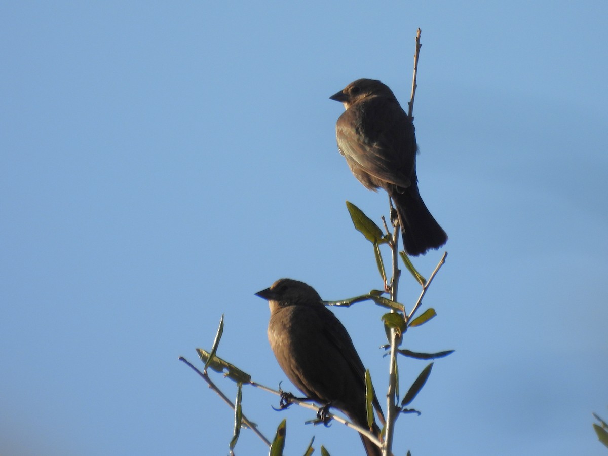 Коровий трупиал, буроголовый желтушник - ML647425600