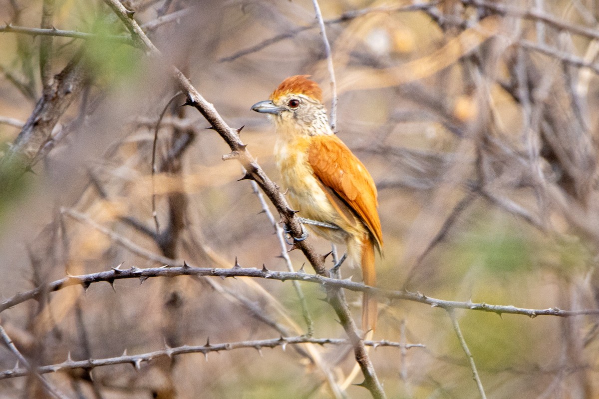 Чернополосый колючник (capistratus) - ML647425601