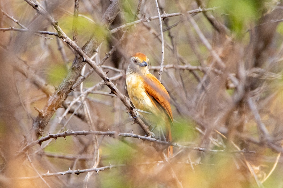 Чернополосый колючник (capistratus) - ML647425602