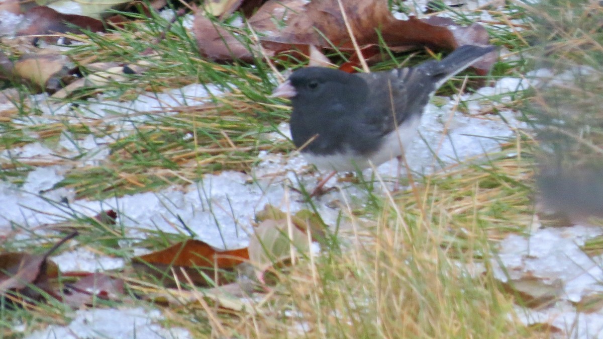 Серый юнко (Серый) - ML647425603