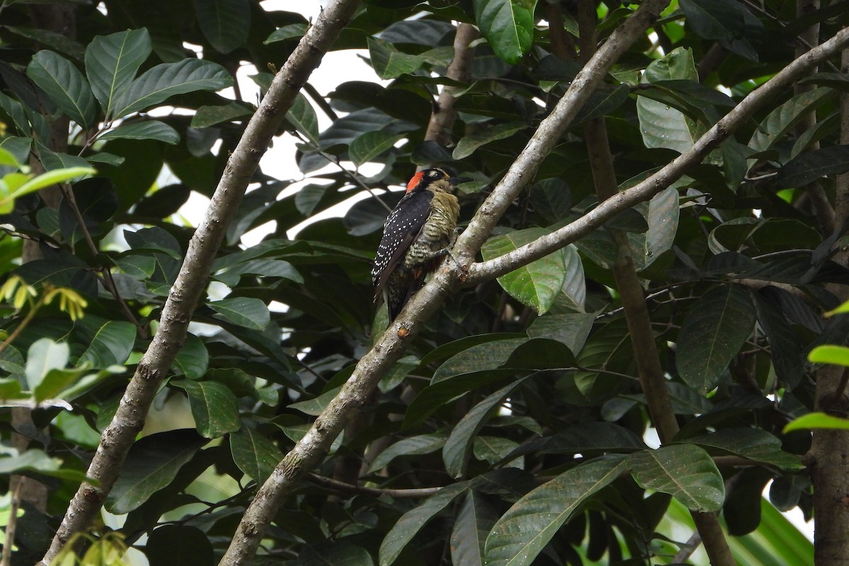 Чернощёкий дятел - ML647425604