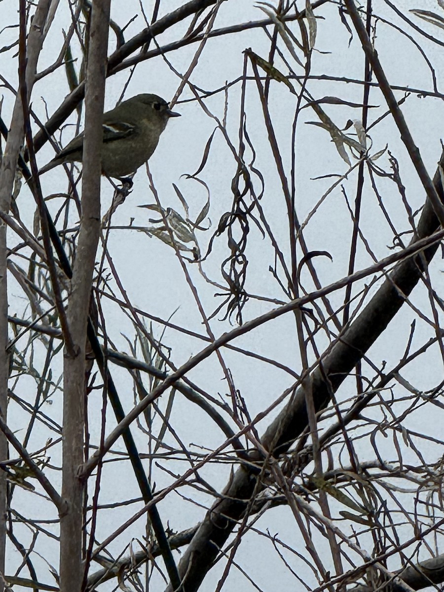 Hutton's Vireo - ML647425606