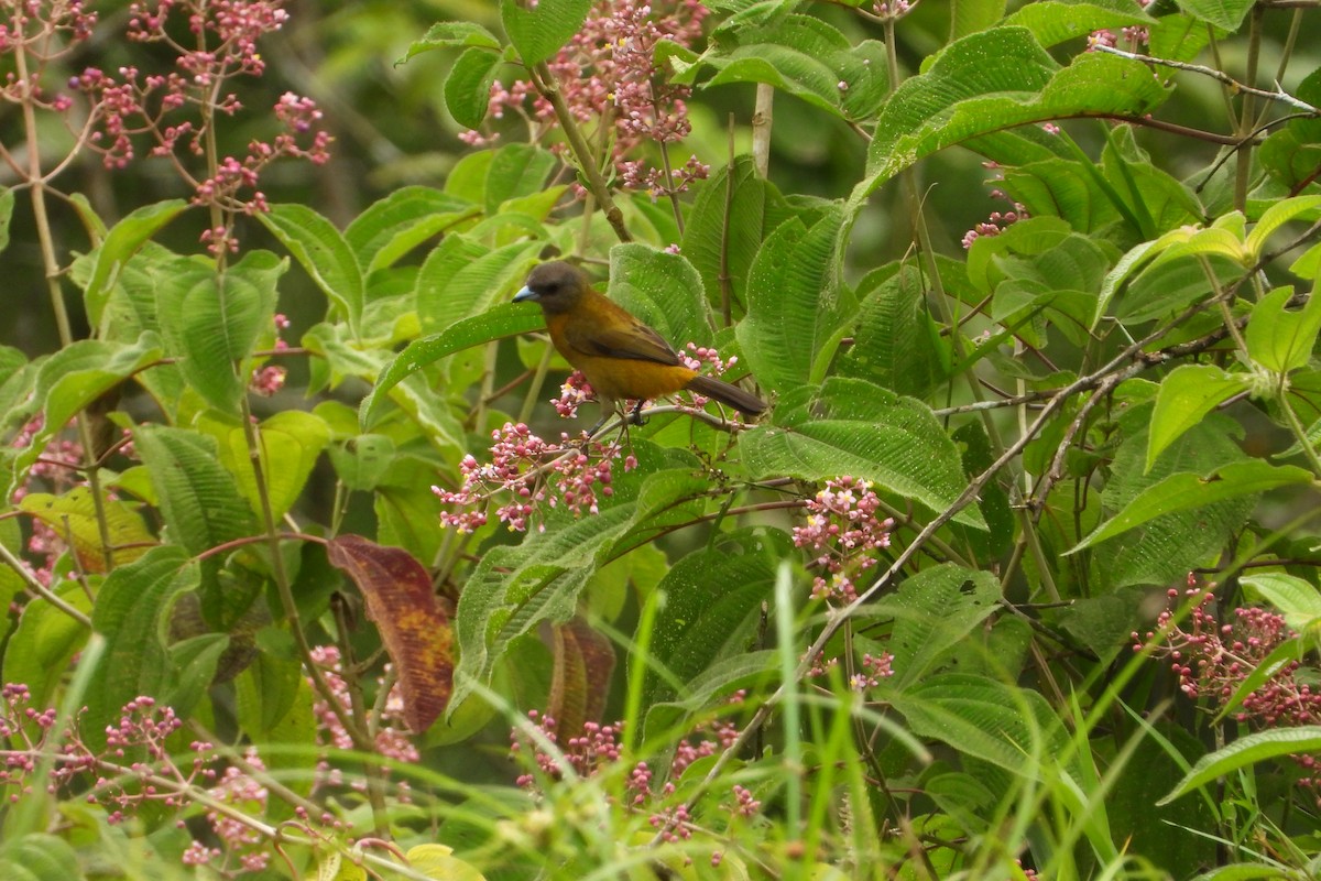 Tangara à croupion rouge - ML647425608