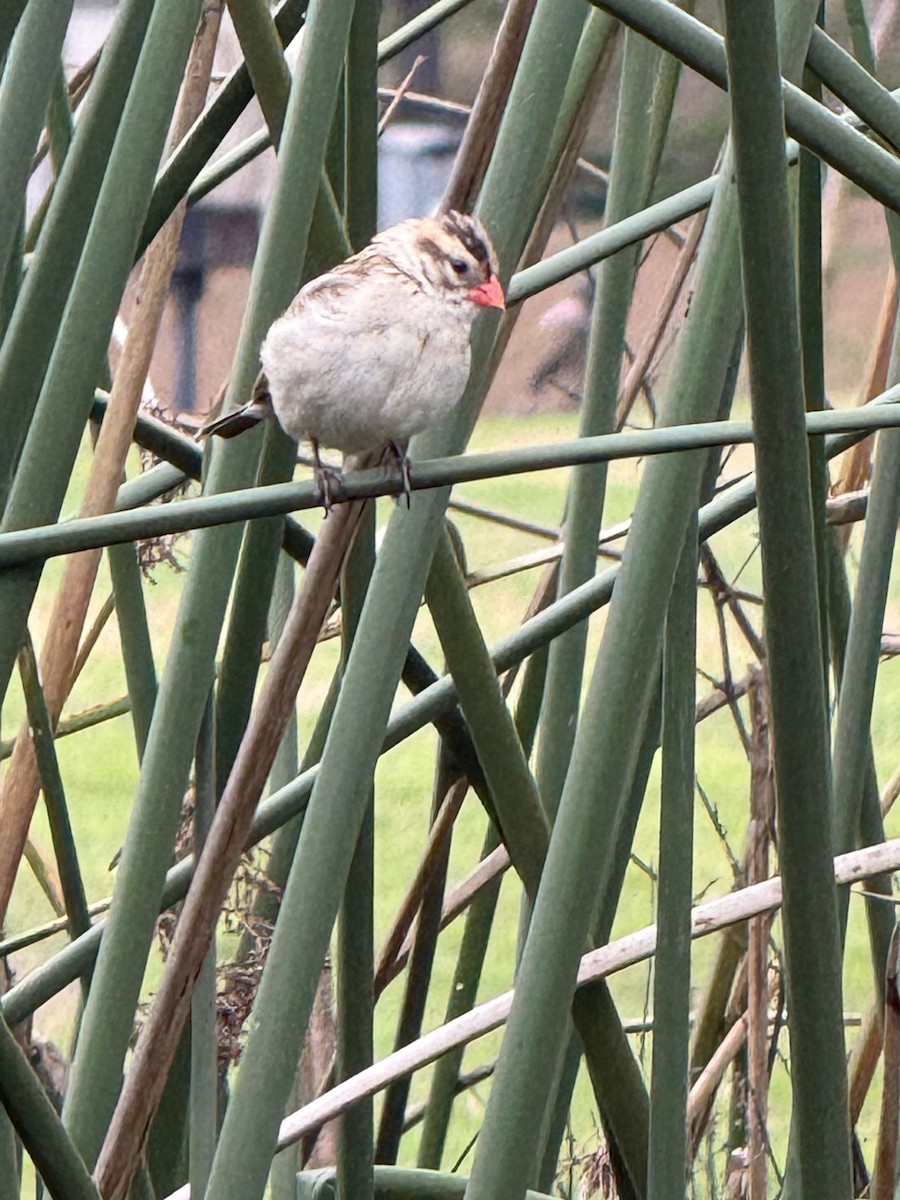 Pin-tailed Whydah - ML647425615